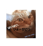 はくとん（個別スタンプ：7）