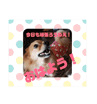 ぽんずのぽんちゃんだよ（個別スタンプ：3）