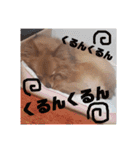 ぽんずのぽんちゃんだよ（個別スタンプ：4）