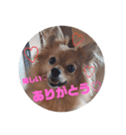 ぽんずのぽんちゃんだよ（個別スタンプ：7）