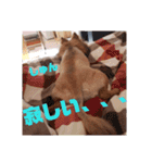 ぽんずのぽんちゃんだよ（個別スタンプ：17）