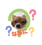 ぽんずのぽんちゃんだよ（個別スタンプ：20）