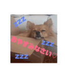 ぽんずのぽんちゃんだよ（個別スタンプ：23）