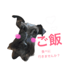 黒シュナこうめさん。（個別スタンプ：1）