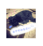 黒シュナこうめさん。（個別スタンプ：3）