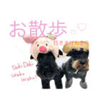 黒シュナこうめさん。（個別スタンプ：6）
