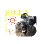 黒シュナこうめさん。（個別スタンプ：8）