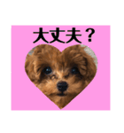 ティーカッププードル ルルちゃん（個別スタンプ：18）