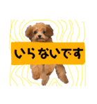 ティーカッププードル ルルちゃん（個別スタンプ：29）