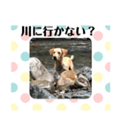 むぎちゃんです（個別スタンプ：6）