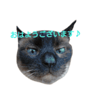 ねこ！ねこ！ 3（個別スタンプ：1）