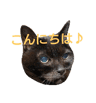 ねこ！ねこ！ 3（個別スタンプ：2）