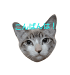 ねこ！ねこ！ 3（個別スタンプ：3）