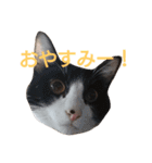 ねこ！ねこ！ 3（個別スタンプ：4）
