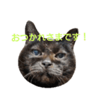 ねこ！ねこ！ 3（個別スタンプ：5）