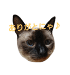 ねこ！ねこ！ 3（個別スタンプ：6）