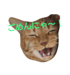 ねこ！ねこ！ 3（個別スタンプ：7）
