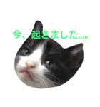 ねこ！ねこ！ 3（個別スタンプ：8）