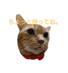 ねこ！ねこ！ 3（個別スタンプ：9）