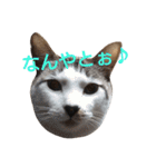 ねこ！ねこ！ 3（個別スタンプ：10）