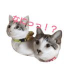 ねこ！ねこ！ 3（個別スタンプ：11）