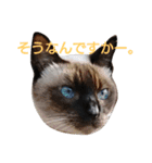 ねこ！ねこ！ 3（個別スタンプ：12）