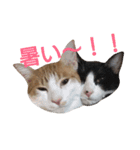 ねこ！ねこ！ 3（個別スタンプ：13）