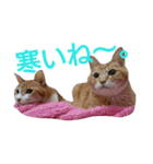 ねこ！ねこ！ 3（個別スタンプ：14）