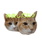 ねこ！ねこ！ 3（個別スタンプ：15）