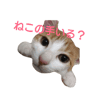 ねこ！ねこ！ 3（個別スタンプ：17）