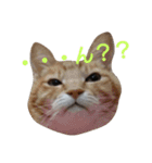 ねこ！ねこ！ 3（個別スタンプ：19）