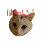 ねこ！ねこ！ 3（個別スタンプ：21）