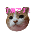 ねこ！ねこ！ 3（個別スタンプ：22）