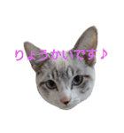 ねこ！ねこ！ 3（個別スタンプ：23）