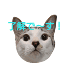 ねこ！ねこ！ 3（個別スタンプ：24）