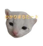 ねこ！ねこ！ 3（個別スタンプ：25）