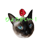 ねこ！ねこ！ 3（個別スタンプ：26）