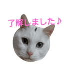 ねこ！ねこ！ 3（個別スタンプ：27）