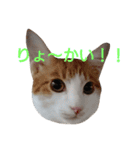 ねこ！ねこ！ 3（個別スタンプ：28）