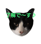 ねこ！ねこ！ 3（個別スタンプ：29）