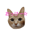 ねこ！ねこ！ 3（個別スタンプ：31）