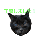 ねこ！ねこ！ 3（個別スタンプ：32）