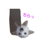 家のにゃんこちゃんたち（個別スタンプ：1）