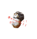家のにゃんこちゃんたち（個別スタンプ：2）