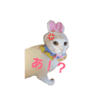 家のにゃんこちゃんたち（個別スタンプ：3）