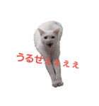 家のにゃんこちゃんたち（個別スタンプ：6）
