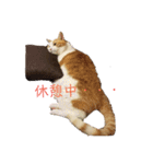 家のにゃんこちゃんたち（個別スタンプ：7）