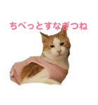 家のにゃんこちゃんたち（個別スタンプ：11）