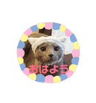 家のにゃんこちゃんたち（個別スタンプ：14）