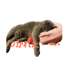 家のにゃんこちゃんたち（個別スタンプ：15）